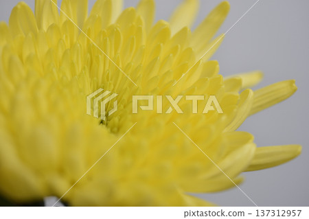 菊花 菊花 137312957