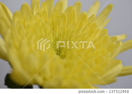 菊花 菊花 137312958