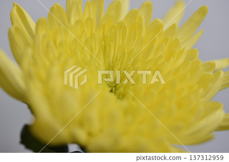 菊花 菊花 137312959