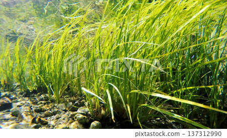 Underwater weed gently swaying Underwater weed gently swaying 137312990