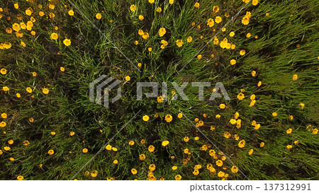 Yellow daisies field Yellow daisies field 137312991