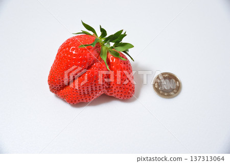 大草莓彌生姬(產於埼玉縣的彌生姬) 大草莓彌生姬(產於埼玉縣的彌生姬) 137313064