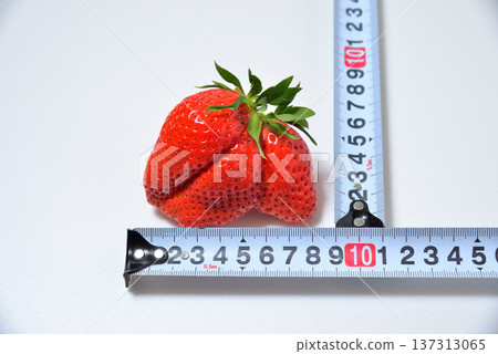 大草莓彌生姬(產於埼玉縣的彌生姬) 大草莓彌生姬(產於埼玉縣的彌生姬) 137313065