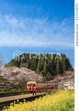 A Kominato Railway diesel train about to depart Tsukizaki Station, where cherry blossoms and rape blossoms are in bloom. 137313074