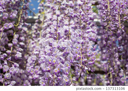  紫藤花 137313106