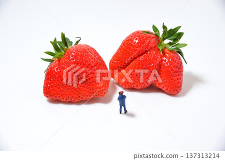 圖:正在查看一顆大草莓(來自埼玉縣的彌生姬) 圖:正在查看一顆大草莓(來自埼玉縣的彌生姬) 137313214