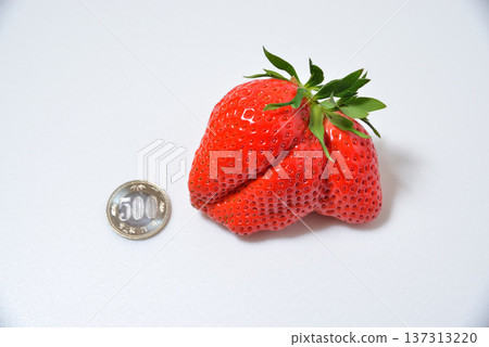 大草莓彌生姬（產於埼玉縣的彌生姬） 137313220