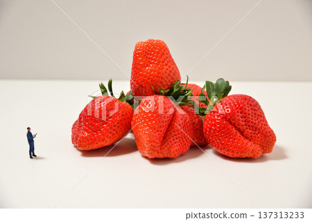Image of checking out a large strawberry (Yayoihime from Saitama Prefecture) 137313233