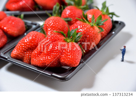 Image of checking out a large strawberry (Yayoihime from Saitama Prefecture) Image of checking out a large strawberry (Yayoihime from Saitama Prefecture) 137313234