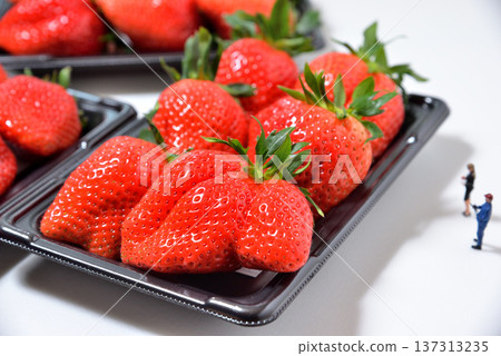 Image of checking out a large strawberry (Yayoihime from Saitama Prefecture) Image of checking out a large strawberry (Yayoihime from Saitama Prefecture) 137313235