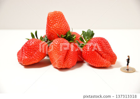 Image of checking out a large strawberry (Yayoihime from Saitama Prefecture) Image of checking out a large strawberry (Yayoihime from Saitama Prefecture) 137313318