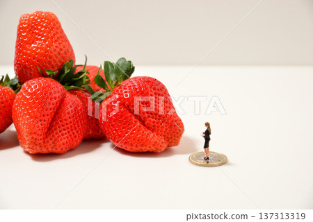 圖：正在查看一顆大草莓（來自埼玉縣的彌生姬） 137313319