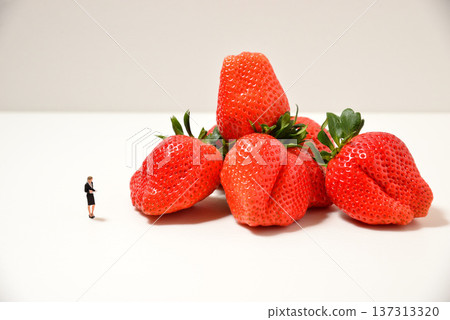 圖：正在查看一顆大草莓（來自埼玉縣的彌生姬） 137313320