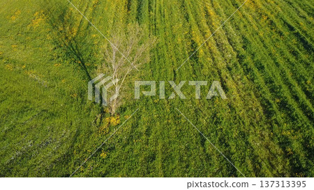 Tree as point of interest on green grass field Tree as point of interest on green grass field 137313395
