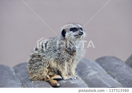 Look at Meerkat 137313560