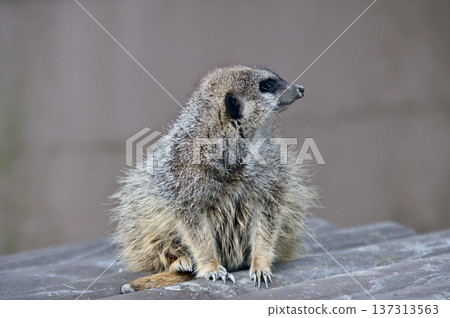 看看Meerkat 137313563