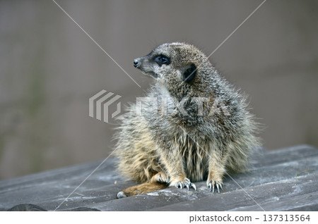 看看Meerkat 137313564