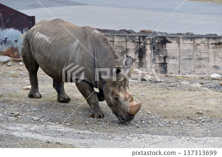Walking Southern White Rhino 137313699