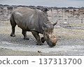 行走的南方白犀牛 137313700