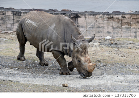 Walking Southern White Rhino 137313700