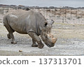 行走的南方白犀牛 137313701