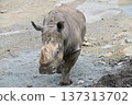 行走的南方白犀牛 137313702