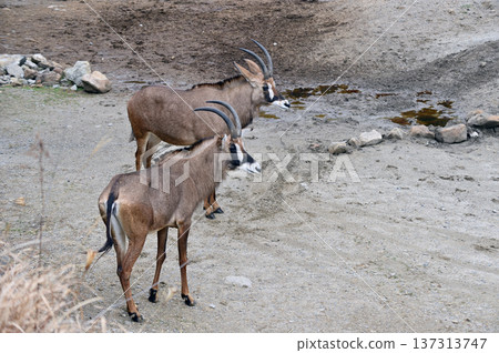 貸款羚羊 137313747