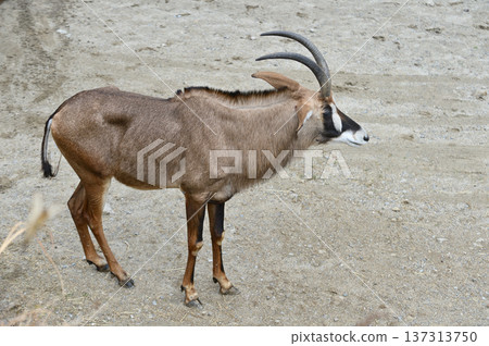 貸款羚羊 137313750