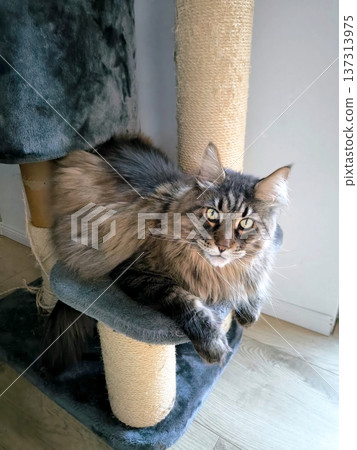A large Maine Coon cat lies on a scratching post shelf. 137313975