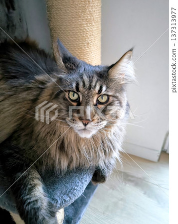 A large Maine Coon cat lies on the shelf of a scratching post. 137313977
