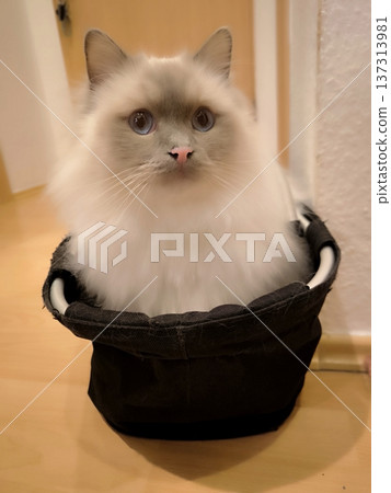A fluffy white cat with blue eyes sits in a black carrier A fluffy white cat with blue eyes sits in a black carrier 137313981