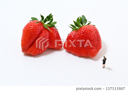 Image of checking out a large strawberry (Yayoihime from Saitama Prefecture) Image of checking out a large strawberry (Yayoihime from Saitama Prefecture) 137313987