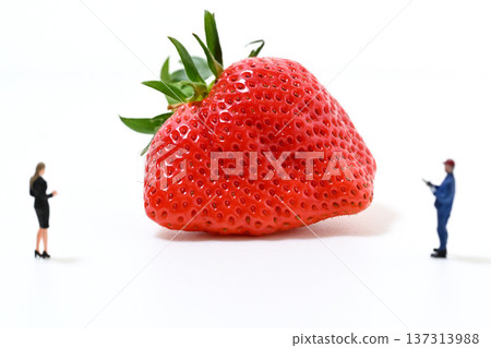 Image of checking out a large strawberry (Yayoihime from Saitama Prefecture) Image of checking out a large strawberry (Yayoihime from Saitama Prefecture) 137313988