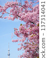 以東京晴空塔為背景的河津櫻花 137314041