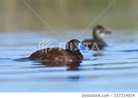 Lake Duck in Pampas Lagoon environment, La Pampa Province, Patagonia , Argentina. 137314054