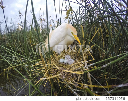 Cattle Egret, Bubulcus ibis, nesting, La Pampa Province, Patagonia, Argentina Cattle Egret, Bubulcus ibis, nesting, La Pampa Province, Patagonia, Argentina 137314056