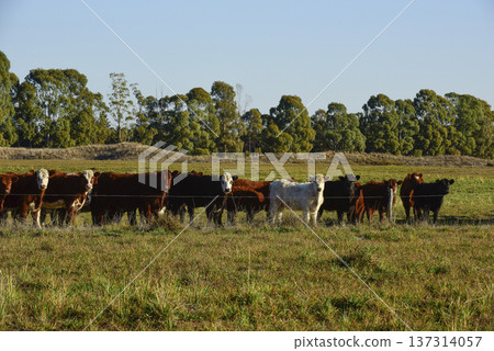 Countryside landscape with cows grazing, La Pampa, Argentina Countryside landscape with cows grazing, La Pampa, Argentina 137314057