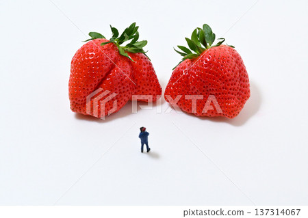 Image of checking out a large strawberry (Yayoihime from Saitama Prefecture) Image of checking out a large strawberry (Yayoihime from Saitama Prefecture) 137314067