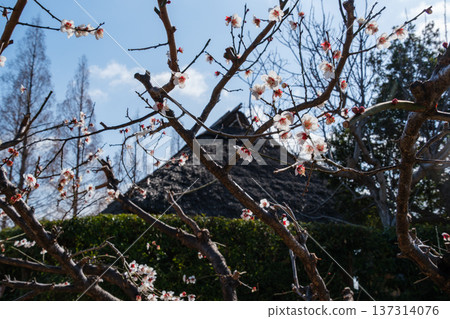 White plum and a roof White plum and a roof 137314076