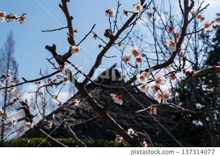 White plum and old houses 137314077