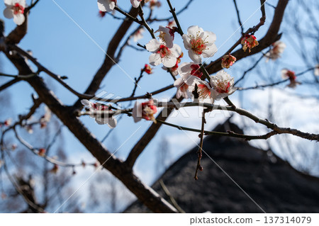 梅花和小屋屋頂 梅花和小屋屋頂 137314079