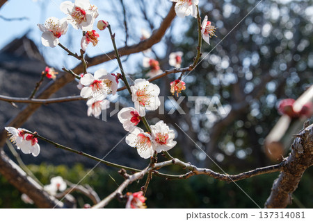 Plum blossoms and thatched roofs Plum blossoms and thatched roofs 137314081
