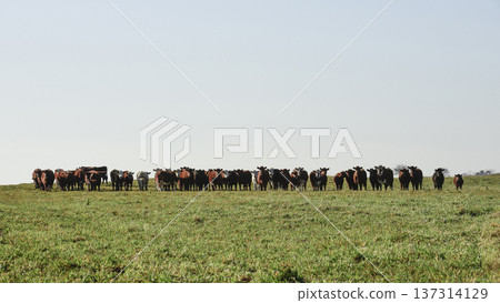 Countryside landscape with cows grazing, La Pampa, Argentina Countryside landscape with cows grazing, La Pampa, Argentina 137314129