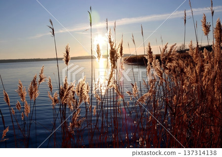 Golden ears of reed on the lake shore in the rays of sunset Golden ears of reed on the lake shore in the rays of sunset 137314138