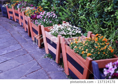 花壇裡種植著色彩繽紛的小花。 137314178