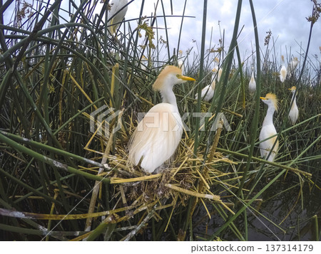 Cattle Egret, Bubulcus ibis, nesting, La Pampa Province, Patagonia, Argentina 137314179