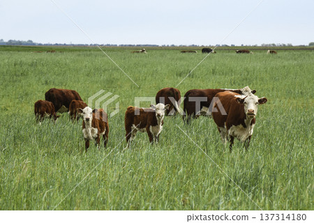 Cattle raising  with natural pastures in Pampas countryside, La Pampa Province,Patagonia, Argentina. 137314180