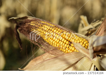 Corn cob growing on plant ready to harvest, Argentine Countryside, Buenos Aires Province, Argentina 137314184