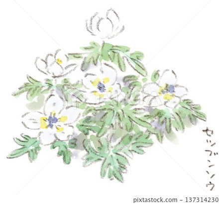 水彩插畫，描繪了冬季至早春時節的花卉－節分草（Setsubunsou）。 137314230