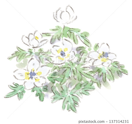 水彩插畫，描繪了冬季至早春時節的花卉－節分草（Setsubunsou）。 137314231